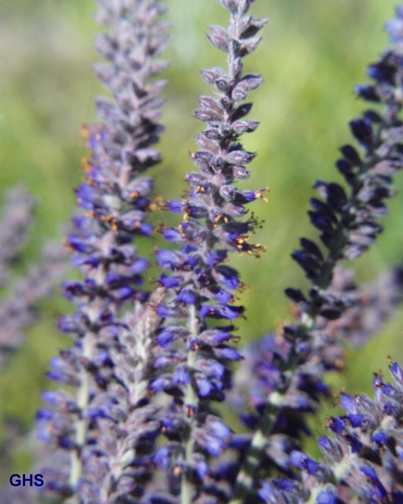 اسطوخودوس دارویی